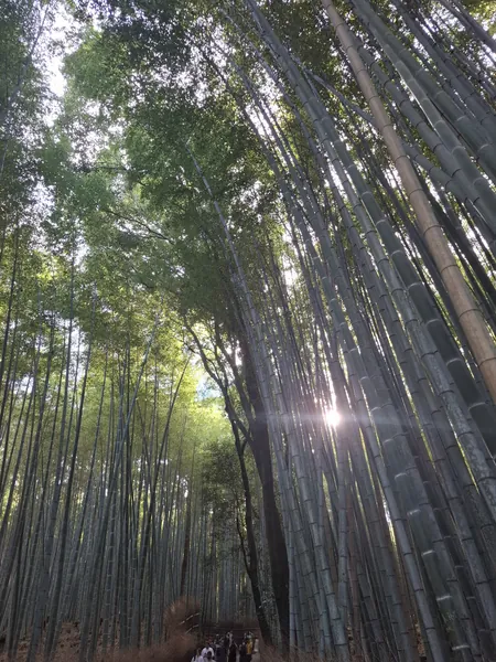 bamboo forest