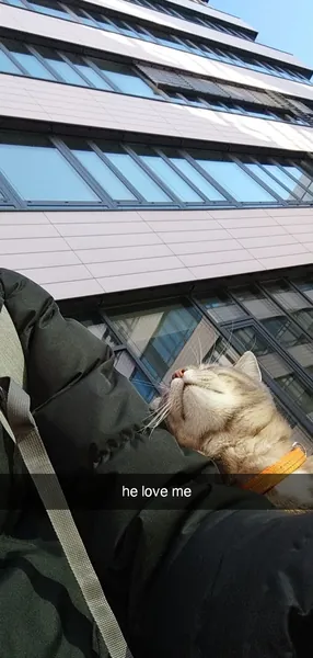 cat loves me