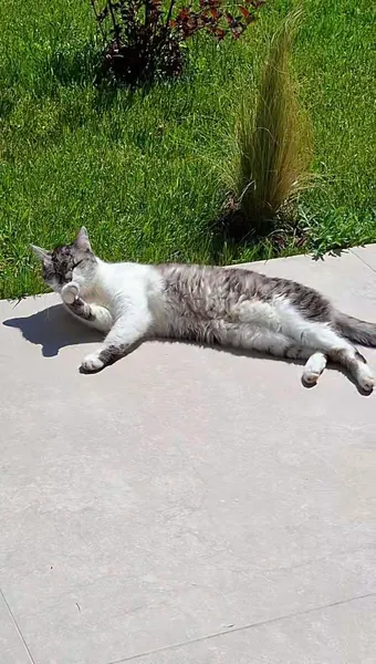 sunbathing
