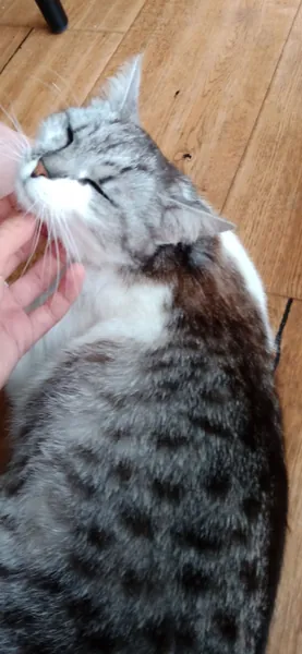 cattt