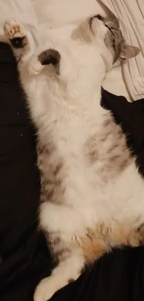 catttt
