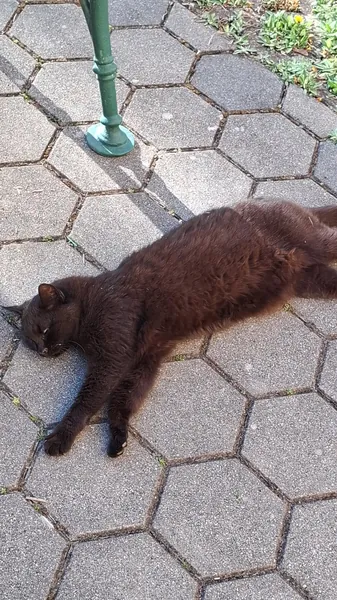 lazy ass