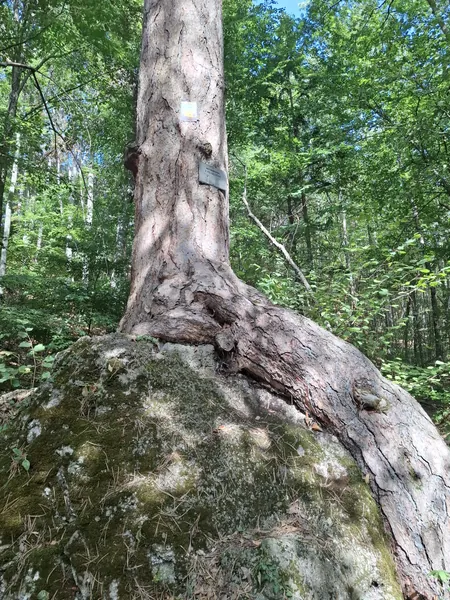 fat ass root