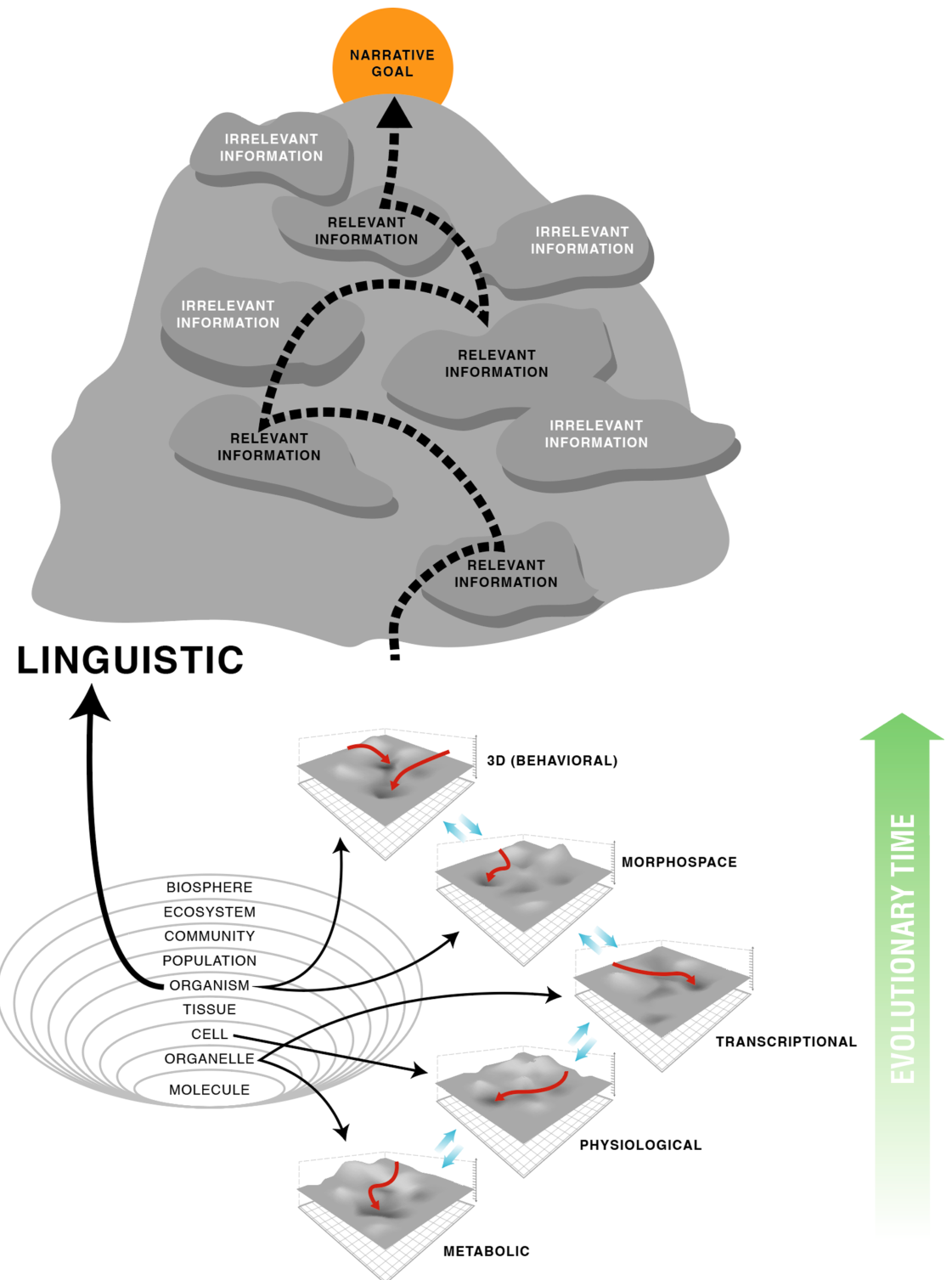 A diagram illustrating the hierarchy of biological organization from molecules to the biosphere, linked to a morphospace of different scales—metabolic, physiological, transcriptional, and behavioral. Above this, a linguistic path navigate through pockets of relevant information toward a narrative goal.