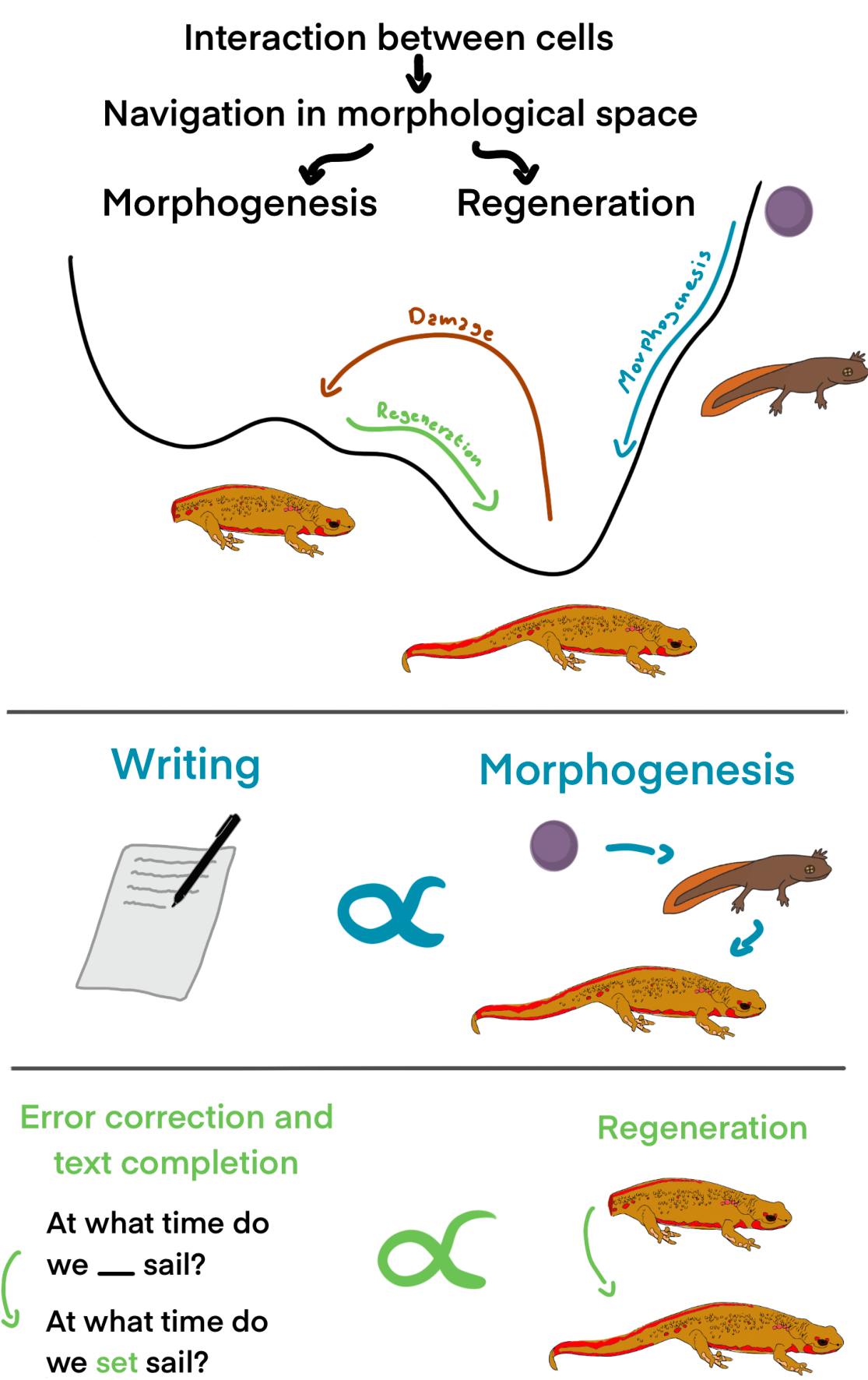 Diagram illustrating the analogy between text generation and morphogenesis, showing navigation in morphological space, error correction, and regeneration.