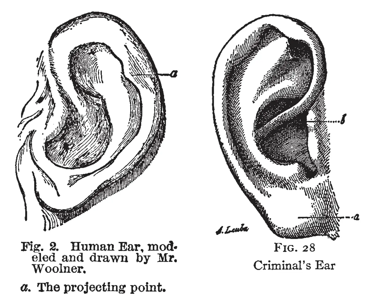 Two drawings of human ears. On the left one, a notch in the outer ear labeled as “The projecting point”. On the right, there is an ear with a tubercle labeled “criminal’s ear.”
