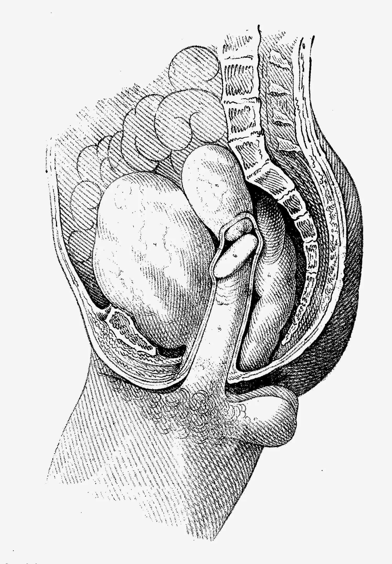 An anatomical drawing focusing on the pelvic region of a single person, displaying both male and female reproductive organs in intercourse.
